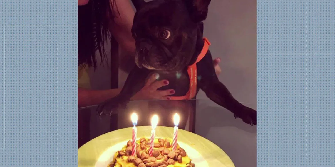 Calor causa morte de cão no Rio