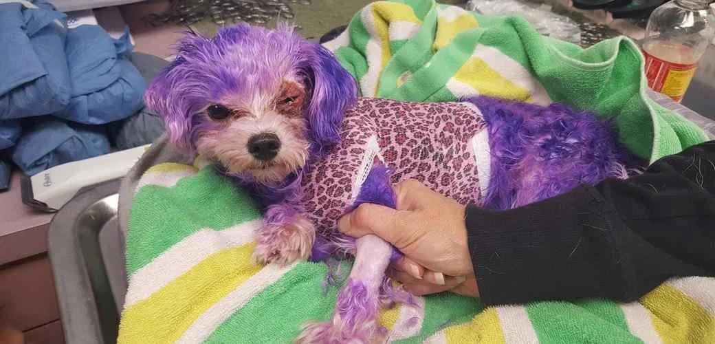 Cachorro quase morre após ter pelos pintados com tintura de uso humano