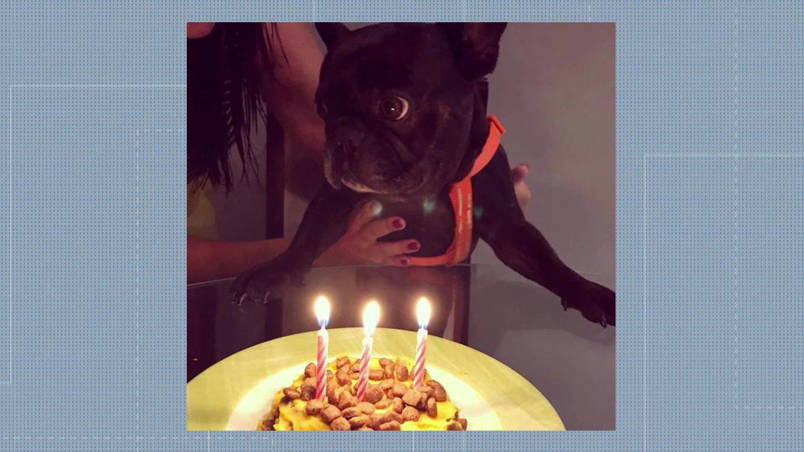 Calor causa morte de cão no Rio