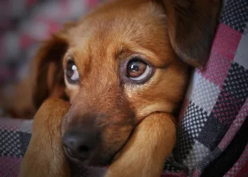 Passar horas no celular pode deixar seu cão deprimido, diz estudo