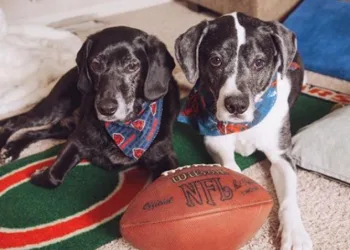 Casal adota cães que seriam sacrificados após divórcio de ex-tutores