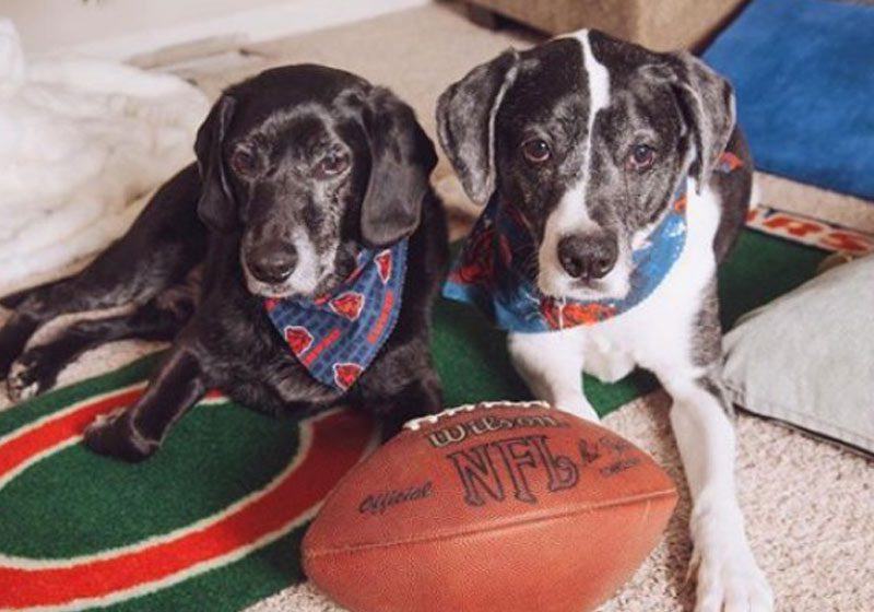 Casal adota cães que seriam sacrificados após divórcio de ex-tutores