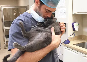 Clínica veterinária abriu vaga de emprego para “abraçador de gatos”