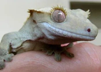 NÃO MATE LAGARTIXA E SAIBA QUE ELA É UMA ALIADA NA HORA DE CUIDAR DA SUA CASA.