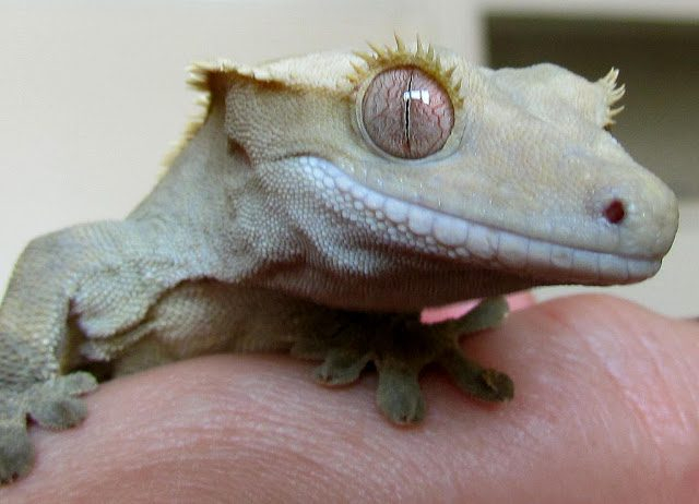 NÃO MATE LAGARTIXA E SAIBA QUE ELA É UMA ALIADA NA HORA DE CUIDAR DA SUA CASA.