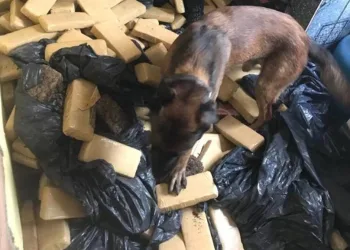 Polícia apreende 400 quilos de drogas em favela no Rio