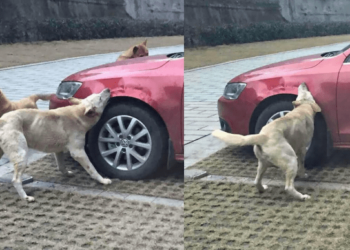 Cão leva chute de motorista, volta com amigos para cobrar e destrói o carro