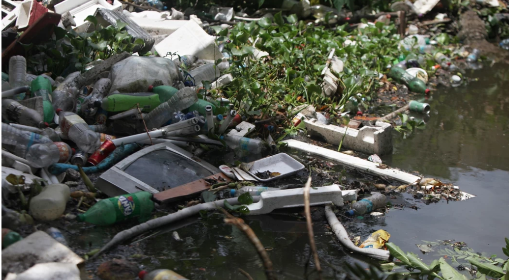 É triste ver jacarés sobrevivendo em meio ao lixo e ao esgoto no RJ