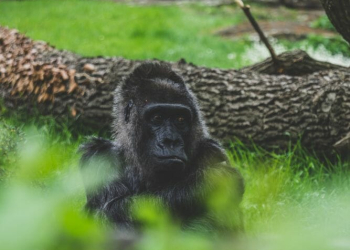 Humanidade já matou 83% dos mamíferos selvagens e metade de todas as plantas do mundo