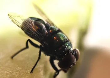 Estudo descobre que moscas carregam a bactéria que gera úlcera e gastrite em humanos