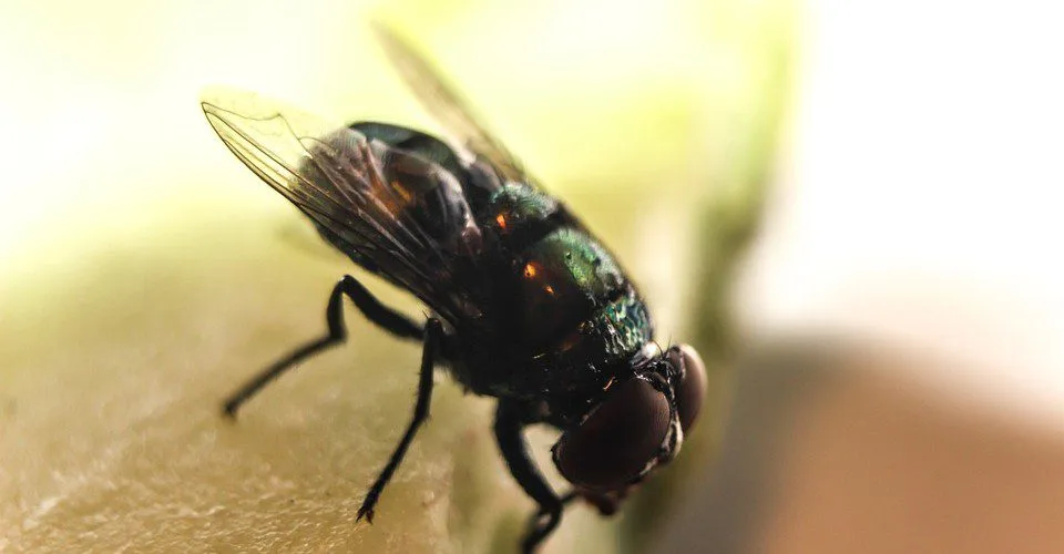 Estudo descobre que moscas carregam a bactéria que gera úlcera e gastrite em humanos