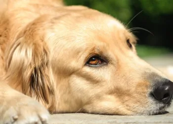 “O cachorro escuta tudo”, inclusive a sua lágrima antes de cair