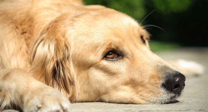 “O cachorro escuta tudo”, inclusive a sua lágrima antes de cair