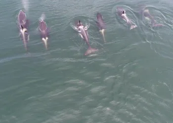 Grupo de orcas é visto na orla da Zona Oeste do Rio