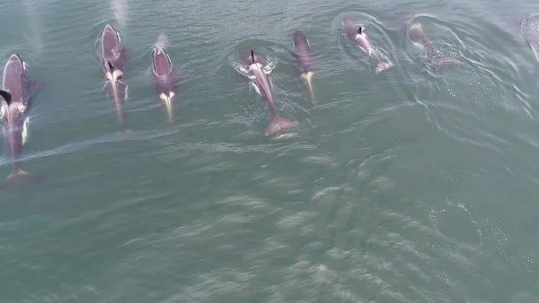 Grupo de orcas é visto na orla da Zona Oeste do Rio
