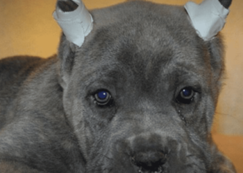 Projeto que proíbe animais mutilados por estética é aprovado.
