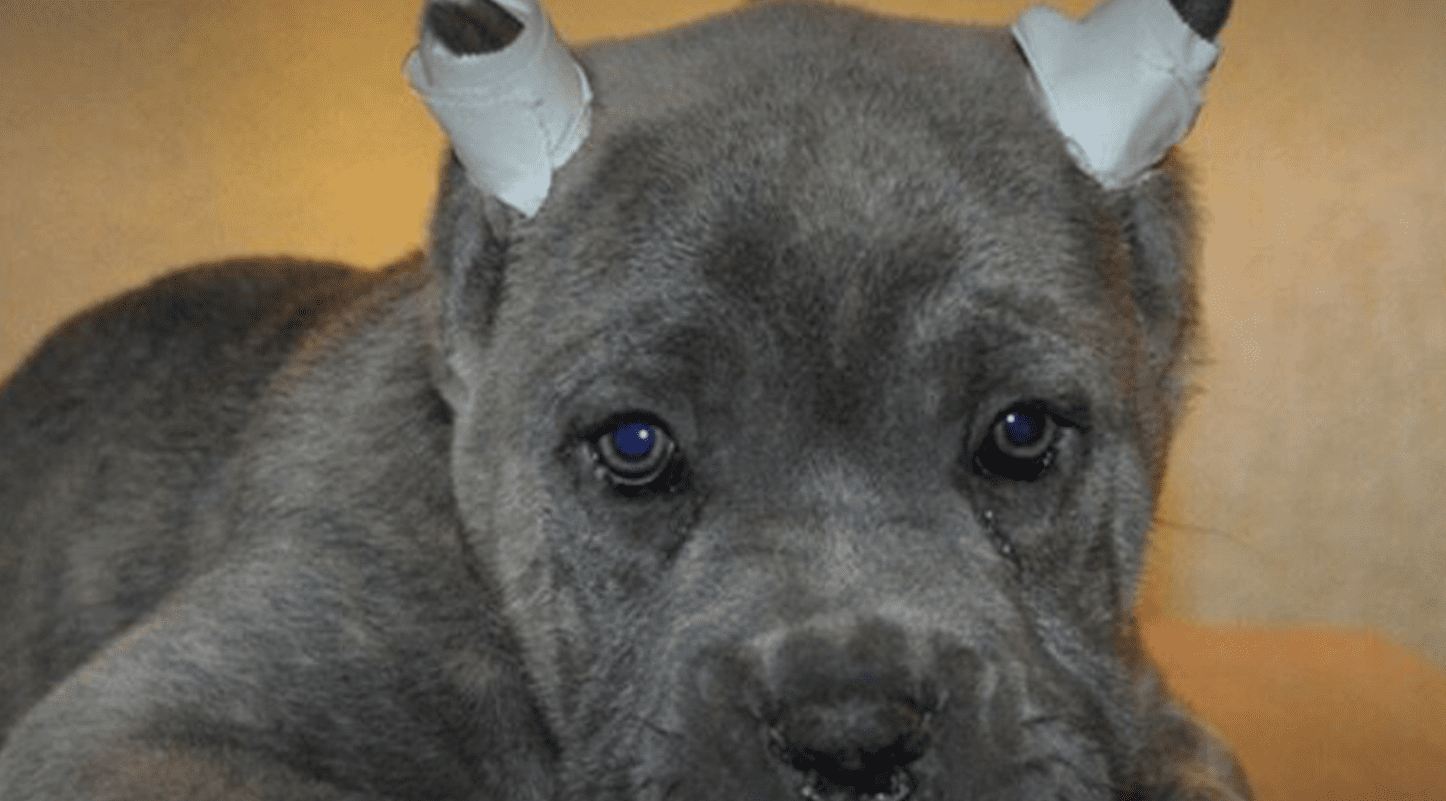 Projeto que proíbe animais mutilados por estética é aprovado.