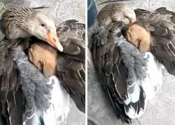 Pato “abraça” e aquece filhote de cão abandonado no frio