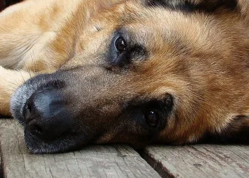 Saiba por que perder um cão pode ser mais doloroso do que perder um parente