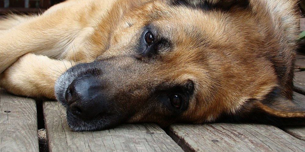 Saiba por que perder um cão pode ser mais doloroso do que perder um parente
