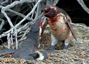 Pinguim trava dura batalha com rival após flagrar traição da parceira
