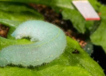 Ciência afirma que plantas “sentem” quando são mastigadas