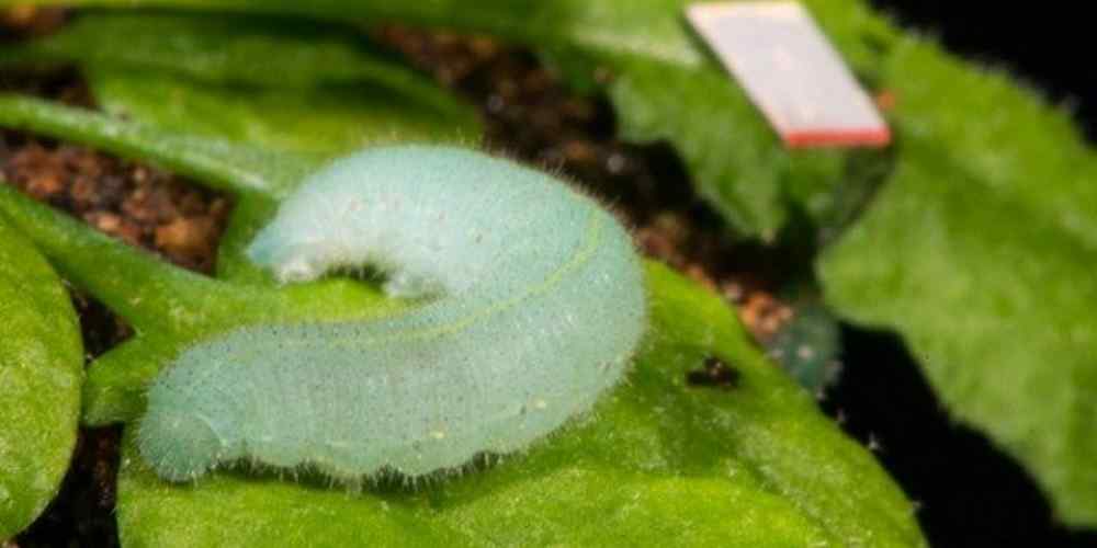 Ciência afirma que plantas “sentem” quando são mastigadas