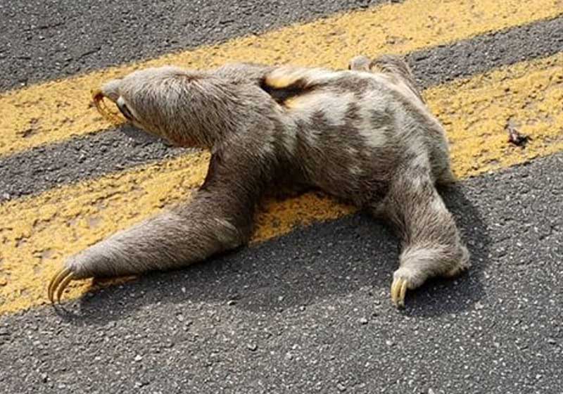 PM para trânsito de estrada para bicho-preguiça atravessar
