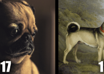 Veja como os pugs mudaram ao longo dos anos como resultado de nosso egoísmo e barbárie