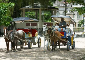 Lei proíbe o uso de cavalos para puxar carroças no estado