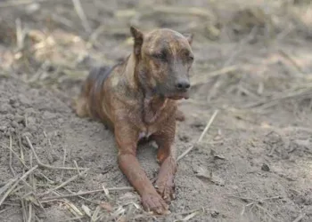 Encontrada família do cão que fez vigília pelos tutores em Brumadinho