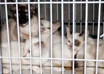 Prefeitura do Rio recebe nesta terça inscrições para mutirão de castração de gatos