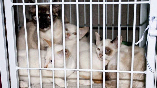 Prefeitura do Rio recebe nesta terça inscrições para mutirão de castração de gatos