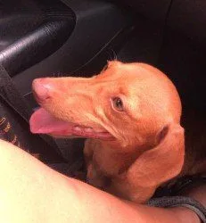 Dona faz apelo por cachorrinhas levadas em assalto no RJ: ‘São como filhas’
