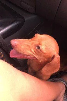 Dona faz apelo por cachorrinhas levadas em assalto no RJ: ‘São como filhas’