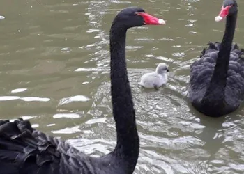 Cisne fêmea é morta no Parque do RJ a facada e deixa filhotes sem mãe