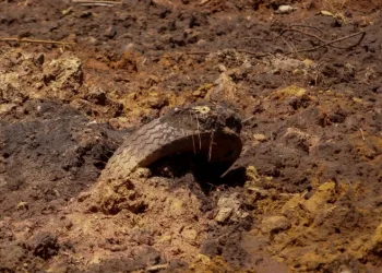 Vale sabia de riscos em Brumadinho e projetou até número de mortes