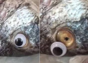 Peixaria é fechada após usar olho falso para fazer peixes parecerem frescos