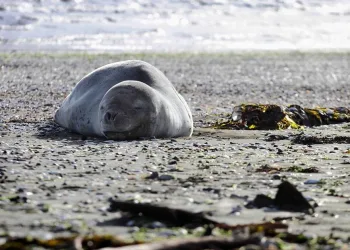 Dona de pen drive encontrado em cocô de foca é identificada