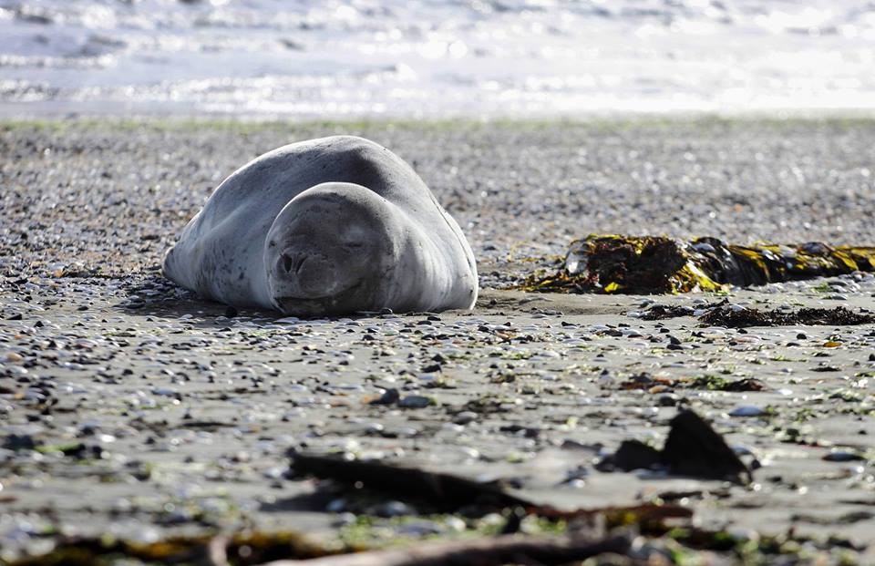 Dona de pen drive encontrado em cocô de foca é identificada