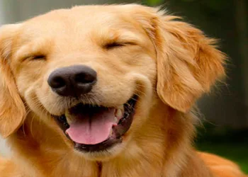 Pets ganham playground gratuito na Zona Oeste
