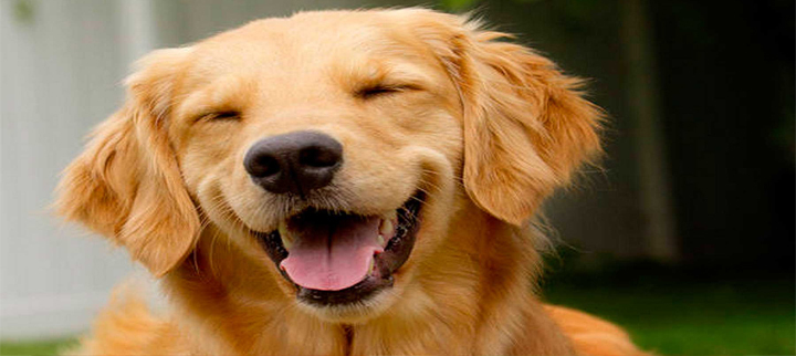 Pets ganham playground gratuito na Zona Oeste