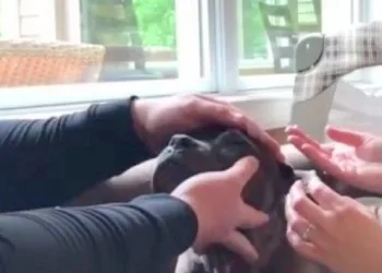 Cão idoso deprimido com cegueira, ganha lentes de contato e vê o mundo novamente