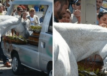 Cavalo aflito se aproxima para dar o último adeus no funeral de seu melhor amigo humano