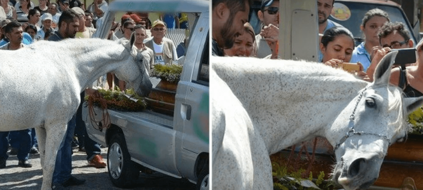 Cavalo aflito se aproxima para dar o último adeus no funeral de seu melhor amigo humano
