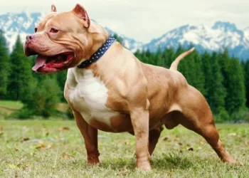 VOCÊ É DONO DE PIT BULL OU CONHECE ALGUEM QUE TEM? LEIA ISSO…(IMAGENS FORTES)