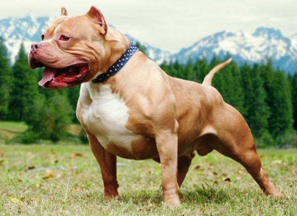 VOCÊ É DONO DE PIT BULL OU CONHECE ALGUEM QUE TEM? LEIA ISSO…(IMAGENS FORTES)