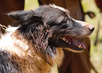 Thor, Bravo e Lua: conheça os cães-bombeiros que atuam em Brumadinho