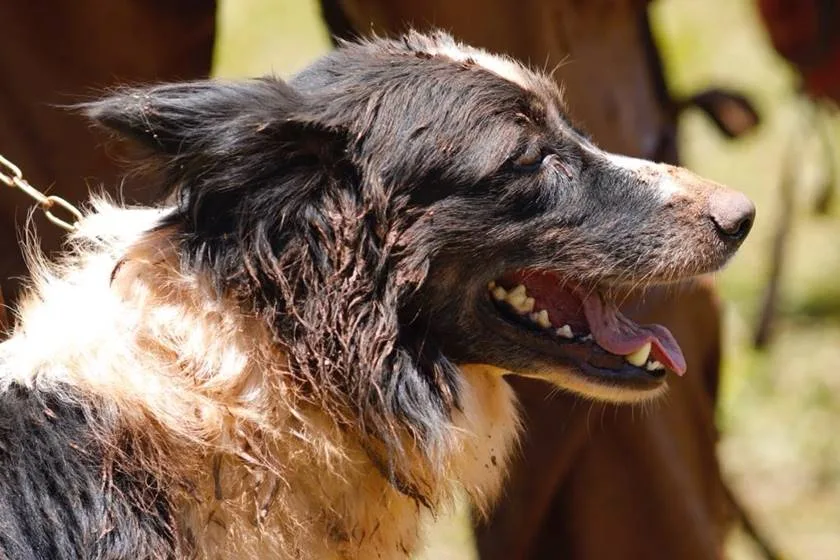 Thor, Bravo e Lua: conheça os cães-bombeiros que atuam em Brumadinho