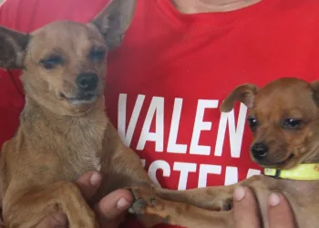 CLÍNICA COLETA SANGUE PARA CACHORROS FERIDOS EM BRUMADINHO